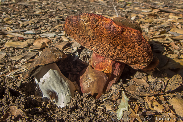 bolete